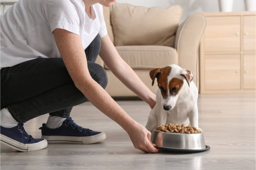 Best Dog Food For Allergies