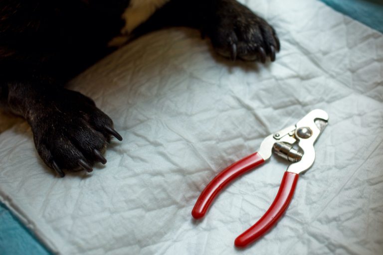 How To Sharpen Dog Nail Clippers